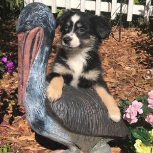 A black and white puppy leaning on a bird statue