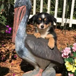 A dog on a bird statue