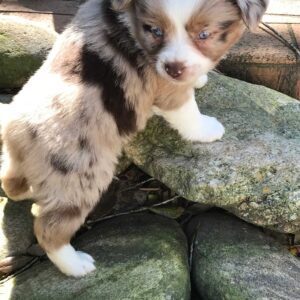 A dog climbing up the rocks