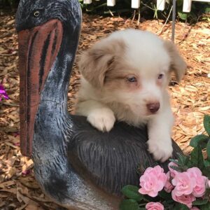 A cute white and brown puppy near a bird statue