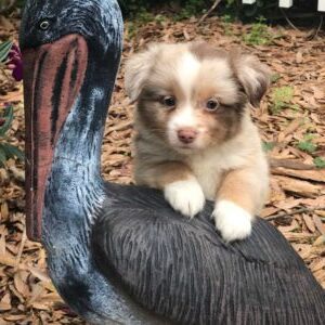 A small brown and white puppy leaning on a bird statue