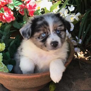 A small dog sitting on a pot with flowers