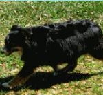 A running dog