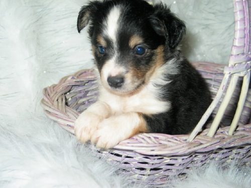 A small black and white puppy inside a basket