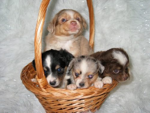 Four cute puppies inside a basket