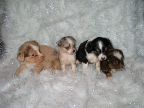 Four puppies laying down on a fuzzy white blanket
