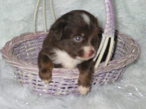 A chocolate brown puppy inside a basket