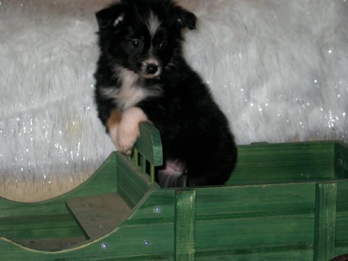 A black puppy perched on a small green wooden car