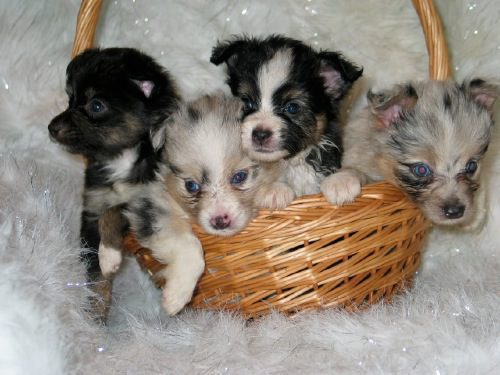 Four black and white puppies inside a basket