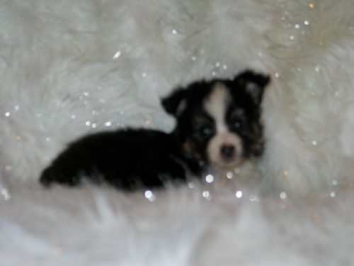 A black puppy laying down on a fuzzy white blanket