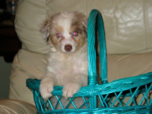 A white and light brown puppy inside a turquoise basket