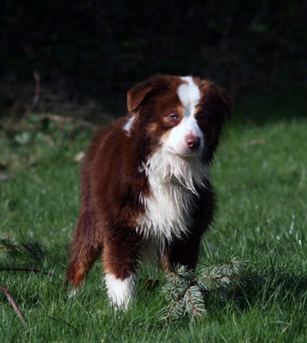 A dark brown and white dog standing on a grassy field