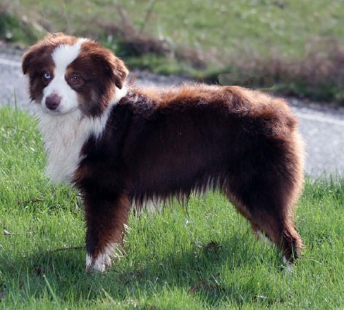 A white and brown dog with blue and brown eyes