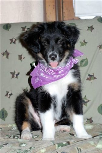 A black and white dog wearing a violet bandana across its neck