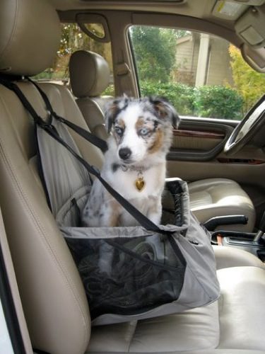 A spotted dog sitting on the passenger seat of a car