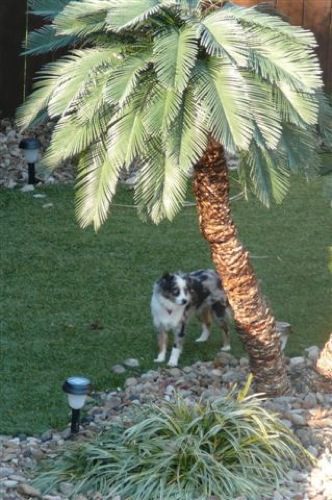 A spotted dog near a small palm tree