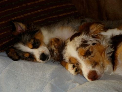 Two brown dogs sleeping beside each other
