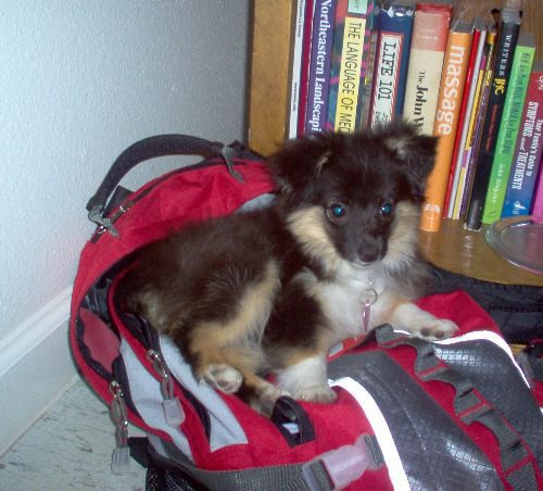A brown dog laying down on a red backpack