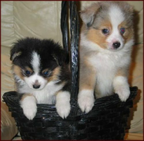Two cute puppies inside a black basket