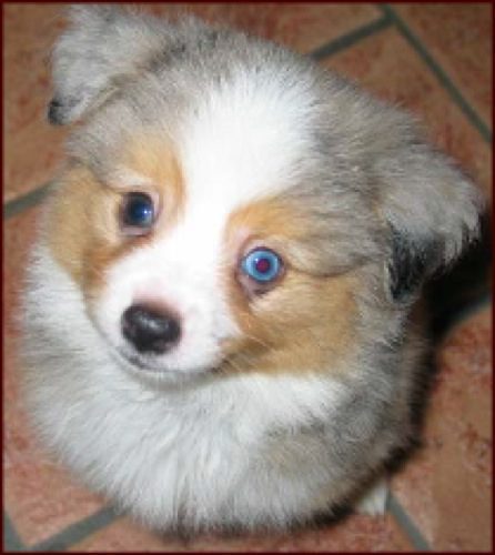 A small white and brown puppy with blue eyes