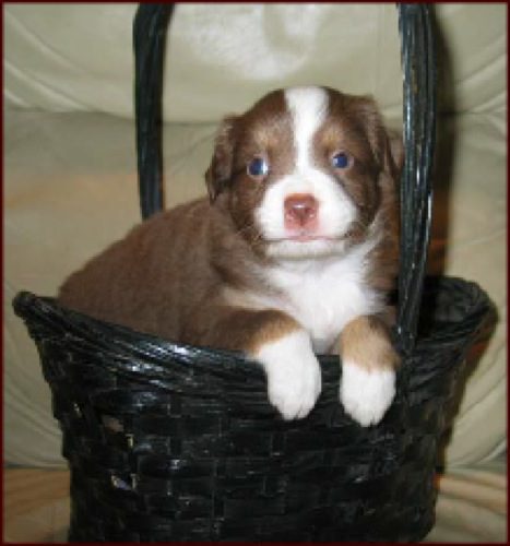 A brown and white puppy inside a black basket