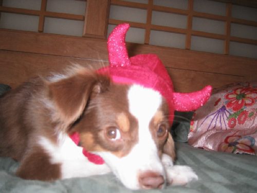 A white and brown dog wearing a red hat with horns