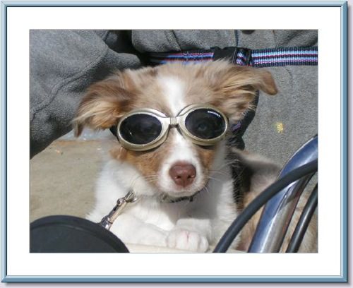 A brown and white dog wearing goggles