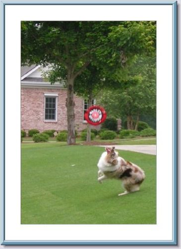 A dog jumping to catch a red frisbee