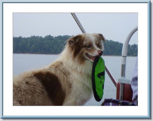 A brown and white dog on a boat