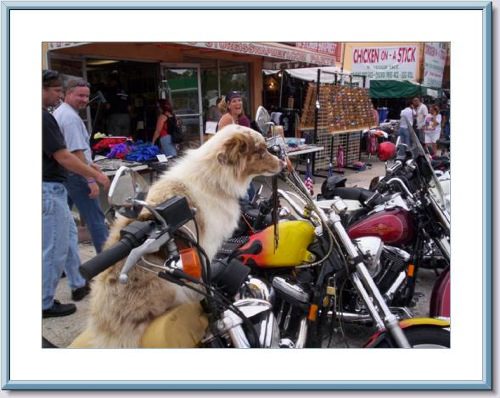 A white and brown dog on a motorcycle