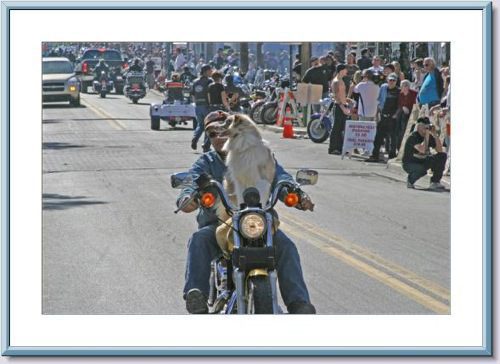A man riding a Harley with his dog