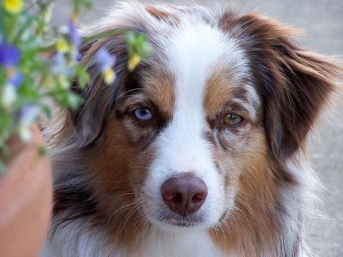 A brown and white dog with blue and brown eyes