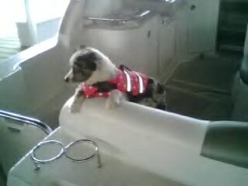 A small dog on a yacht