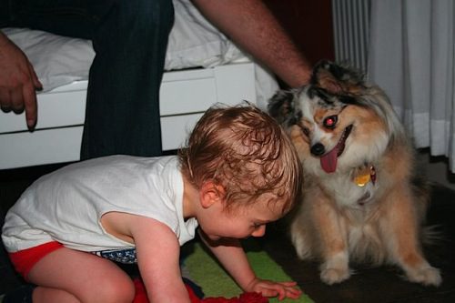 A toddler and a dog