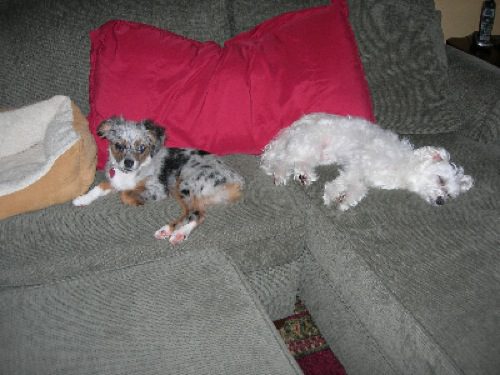 Two dogs on a couch