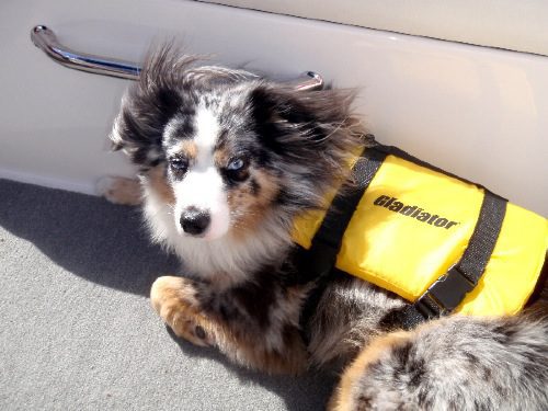 A dog wearing a life vest