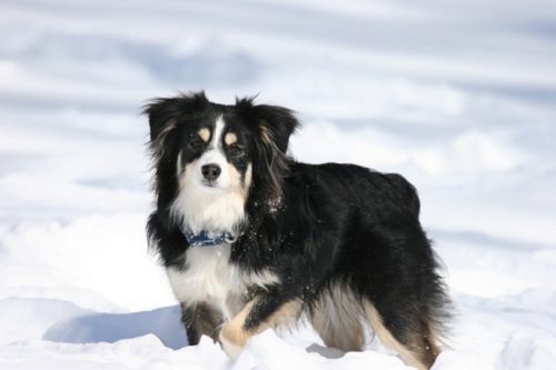 A dog on a snowy field