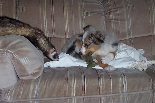 A dog and a ferret on a couch