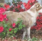 A dog standing by the flowers